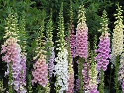 Floral background of colorful foxglove flowers