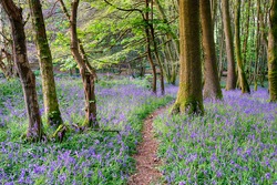 Beautiful bluebell woods in the Cornish countryside near Camborne