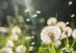 Dandelions on a sunny day with lens flare