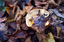 Fleecy milk-cap mushroom or lactifluus vellereus with water on the cap in wet fallen autumn leaves