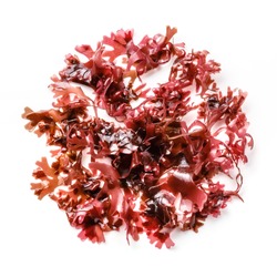 Edible Tohsaka red Seaweed salad on white background