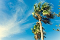 Tall palm trees of Cyprus Nissi Beach on Windy day copy space