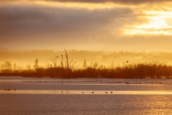 Fir Island Farms Reserve At Dawn. Bald eagles sit in a tree waiting for a duck to swim by. Mist and fog behind the slough makes for a beautiful atmospheric scene. Skagit Valley, Washington.