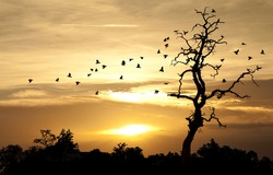 birds and sunset