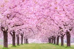 Beautiful cherry blossoms. Japan Obuse-machi, Nagano Prefecture.