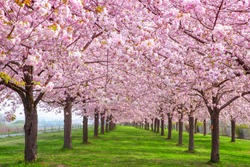 Cherry blossom trees Chikuma River River Park / Obuse Town, Nagano Prefecture, Japan
