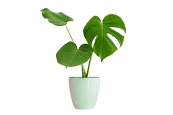 Monstera trees have a newborn and three adult leaves. planted in a white pot work Die-Cut PNG with path line