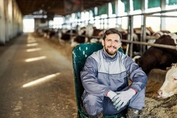 Portrait of a farmer sitting on the chair in stable next to cows and bulls and smiling at the camera.