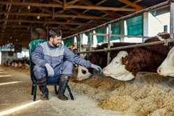 A happy farmer sitting on the chair and petting cow in stable.