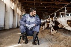 A farmer is sitting on a chair in a barn and smiling at cows. Agriculture and livestock concept.