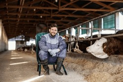 A farmer is resting on the chair in a barn next to a hers of cows and smiling at the camera. Livestock concept.