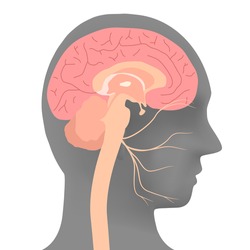human head silhouette and facial nerve, vector illustration