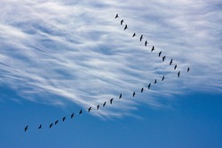 Canada geese in V formation in silhouette against sky and clouds