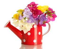 Beautiful bouquet of freesias in watering can, isolated on white