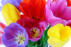 Beautiful tulips in bouquet close-up