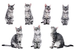 Collage of beautiful grey cat isolated on white