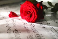 Beautiful rose on music sheets, closeup