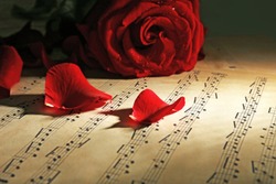 Beautiful rose petals on music sheets, closeup