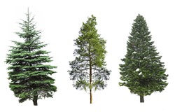 Fir-trees, isolated on white