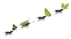 Small ants carrying green leaves, isolated on white.