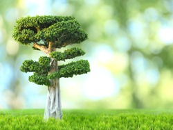 Bonsai tree on green nature background