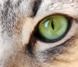 Grey cat's eye, close up