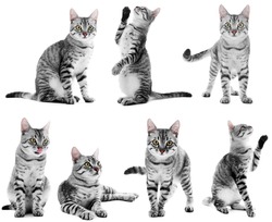 Beautiful cat collection isolated on white