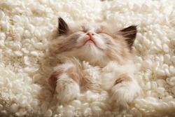 Cute little kitten sleeping on white plaid, closeup