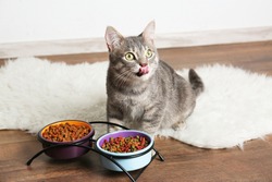 Cute cat eating on floor at home
