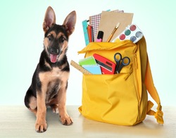Back to school concept. Cute dog with backpack full of stationery on color background
