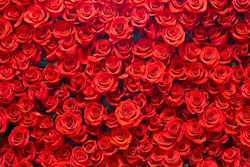 Red roses background. Romance love valentine day decoration bouquet bloom