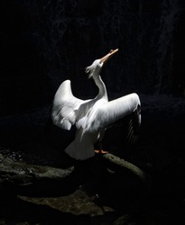 American White Pelican spread their wings on a black background, Central America, Mexico, (Pelecanus Erythrorthynchos)