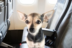 a dog on an airplane, a small pet in the cabin on the passenger seat, dog transport, the rules for transporting animals on an airplane