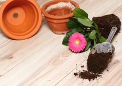 Replanting of potted flower gerber daisy at home.  Seedling is replanting into bigger flower pot. Copy space.