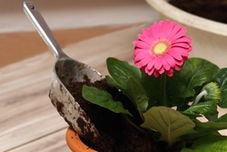 Replanting of potted flower gerber daisy at home.  Seedling is replanting into bigger flower pot.