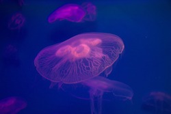 Pink moon jellyfish little  Aurelia