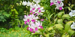 Colorful orchids in garden. Orchidaceae. orchids are available in pink, white, and purple. garden flowers. Blooming flowers. Springtime.
