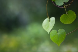 Romantic tree shape with heart shaped leaves, green leaf heart shape.