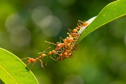 Ant action standing.Ant bridge unity team,Concept team work together Red ant,Weaver Ants (Oecophylla smaragdina), Action of ant carry food