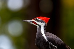 A closeup of a male pileated woodpecker 