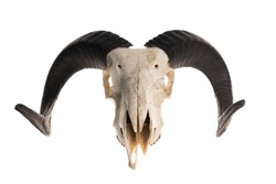 Ram skull with horns, isolated on white background 