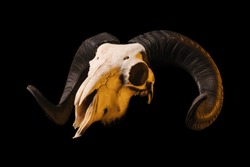 Side view of a ram skull with horns, isolated on black background 