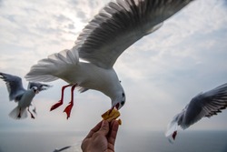seagull catching its food on human hand