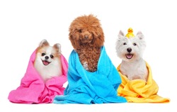 Three dogs in towels after bathing