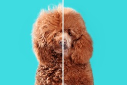 Collage of closeup portraits of poodle before and after grooming against aqua background