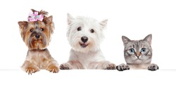 Close-up portrait of dogs and cat holding blank board