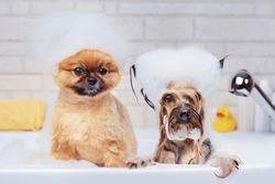 Pomeranian and yorkshire terrier having foam bath