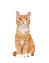 Full length sitting ginger cat