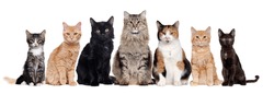 A group of cats of different breeds sitting in a raw in a white background