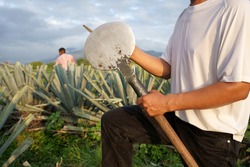 Agave Tequila Mexico, the farmer is sharpening his tool to cut the agave plants.